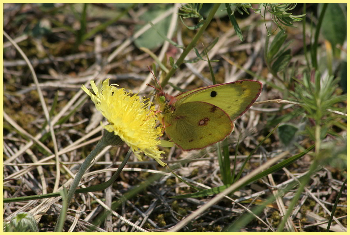 Colias......